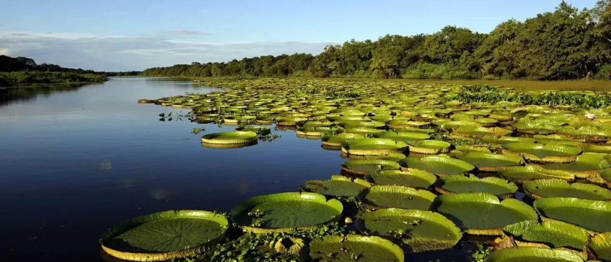 SAPUCAY DEL IBERA - CORRIENTES 