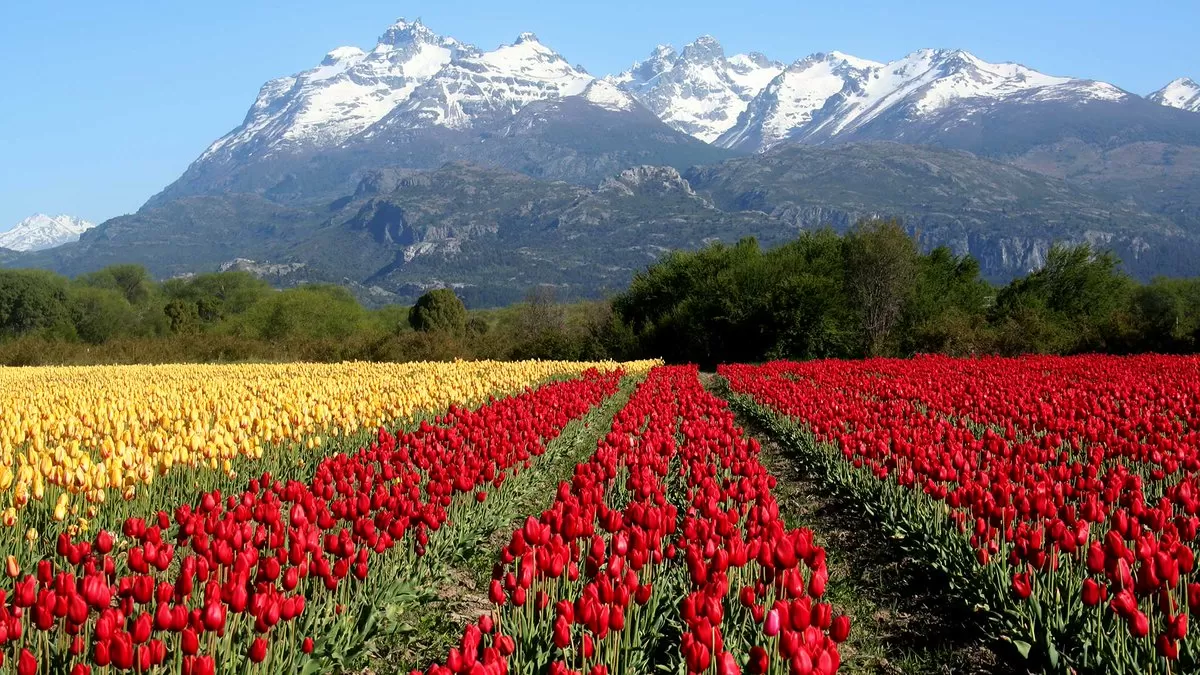 PATAGONIA AUTRAL CON TULIPANES