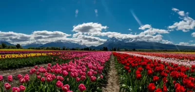 PATAGONIA NORTE CON TULIPANES