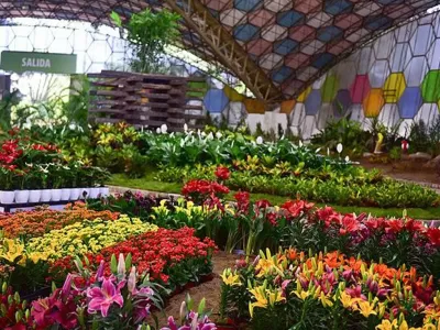 FIESTA NACIONAL DE LA FLOR