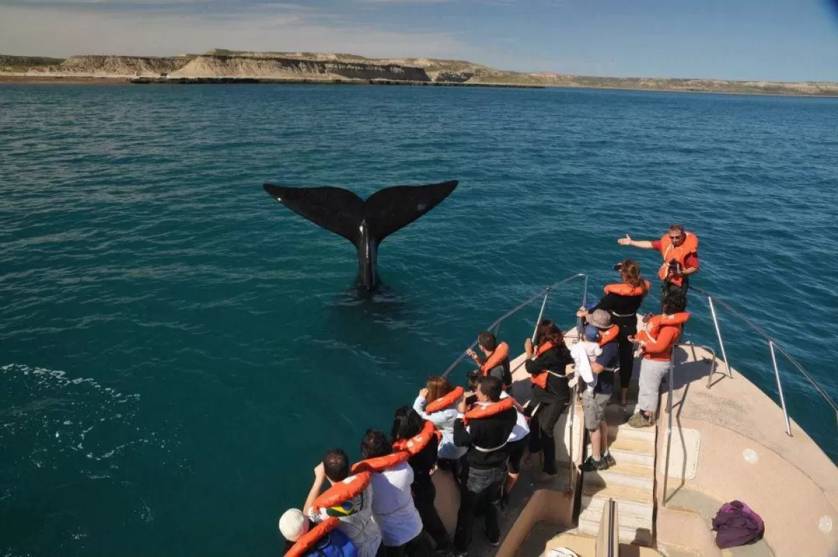 Puerto Madryn con campo de Tulipanes