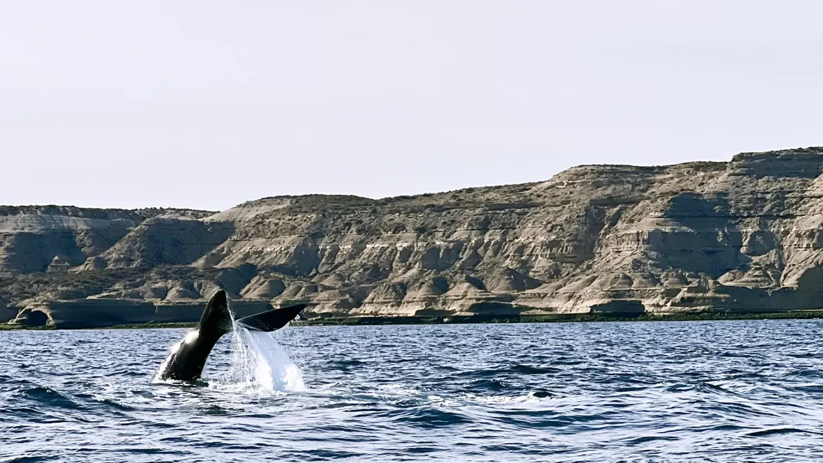 Puerto Madryn - INVIERNO